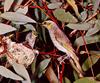 Honeyeater and chick in nest (Meliphagidae)