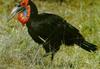 Southern Ground Hornbill (Bucorvus leadbeateri)