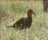 Southern Ground Hornbill (Bucorvus leadbeateri)