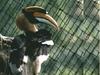 Greater Hornbill (Buceros bicornis)