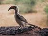 Red-billed Hornbill (Tockus erythrorhynchus)