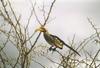 Southern Yellow-billed Hornbill (Tockus leucomelas)