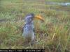 Southern Yellow-billed Hornbill (Tockus leucomelas)