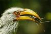 Southern Yellow-billed Hornbill (Tockus leucomelas)