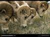 [National Geographic] Bighorn Sheep (큰뿔양)