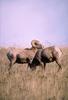 Bighorn Sheep (Ovis canadensis)