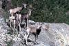 Bighorn Sheep (Ovis canadensis)