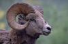 Bighorn Sheep (Ovis canadensis)