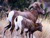 Bighorn Sheep (Ovis canadensis)