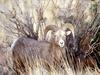 Bighorn Sheep (Ovis canadensis)