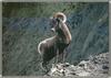 Bighorn Sheep (Ovis canadensis)