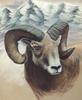 Bighorn Sheep (Ovis canadensis)