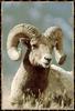 Bighorn Sheep (Ovis canadensis)