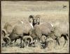 Bighorn Sheep (Ovis canadensis)