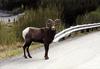 Bighorn Sheep (Ovis canadensis)