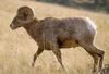 Bighorn Sheep (Ovis canadensis)