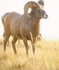 Bighorn Sheep (Ovis canadensis)