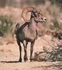 Desert Bighorn Sheep (Ovis canadensis nelsoni)