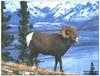 Rocky Mountain Bighorn Sheep (Ovis canadensis canadensis)