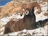 Rocky Mountain Bighorn Sheep (Ovis canadensis canadensis)