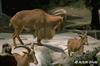 Aoudad, Barbary Sheep (Ammotragus lervia)