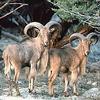 Aoudad, Barbary Sheep (Ammotragus lervia)