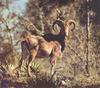 Aoudad, Barbary Sheep (Ammotragus lervia)