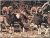 Mouflon Sheep (Ovis musimon)