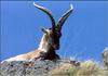 Spanish Mouflon Sheep (Ovis aries)  -- European mouflon, Ovis orientalis musimon