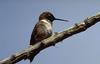 Black-chinned Hummingbird (Archilochus alexandri)