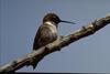 Black-chinned Hummingbird (Archilochus alexandri)