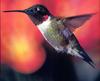 Ruby-throated Hummingbird (Archilochus colubris)