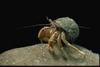 Hermit Crab