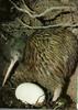 Kiwi with an egg (Apteryx sp.)