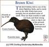 Brown Kiwi (Apteryx australis)