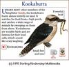 Kookaburra (Dacelo sp.)