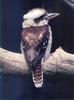 Kookaburra (Dacelo sp.)