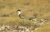 Spur-winged Lapwing (Vanellus spinosus)