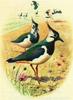 Northern Lapwing (Vanellus vanellus)