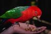 Lory (Loriidae)