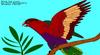 Black-capped Lory (Lorius lory)