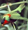 Black-capped Lory (Lorius lory)