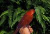 Red Lory (Eos bornea)