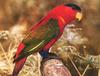 Purple-naped Lory (Lorius domicella)