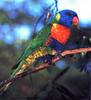 Rainbow Lorikeet  (Trichoglossus haematodus)