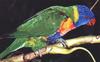 Rainbow Lorikeet  (Trichoglossus haematodus)
