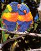 Rainbow Lorikeet  (Trichoglossus haematodus)