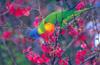 Rainbow Lorikeet  (Trichoglossus haematodus)