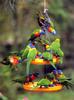 Rainbow Lorikeet  (Trichoglossus haematodus)