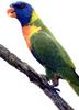 Rainbow Lorikeet  (Trichoglossus haematodus)